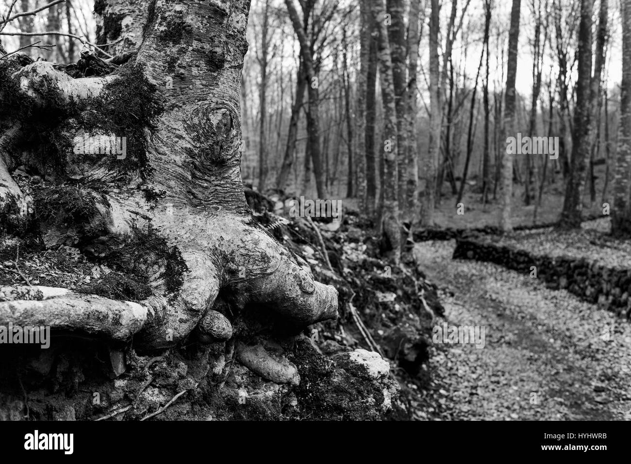 a view of La Fageda de en Jorda, a forest of beech trees, in the Garrotxa Volcanic Zone Natural Park, in Olot, Spain, in black and white Stock Photo