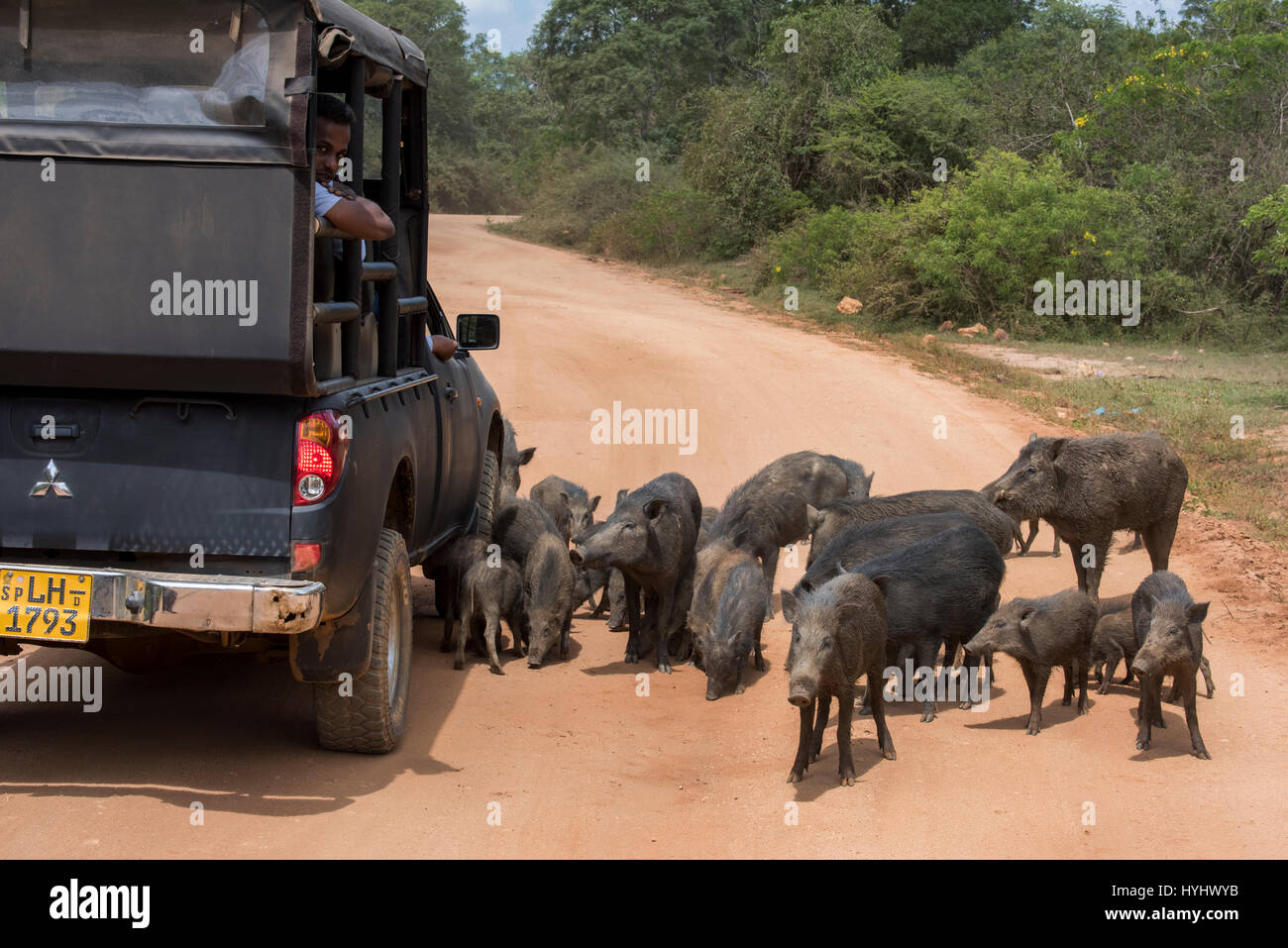Sri Lanka, Tissamaharama, Yala National Park aka Ruhuna National Park, Section 1. Game drive jeeps with wild boars on the road (WILD: Sus scrofa) Stock Photo