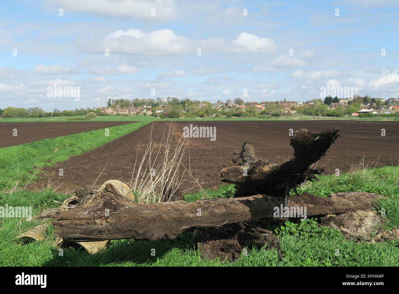 Fallen tree on South Fen with the village ofSutton-in-the-Isle in the background. Stock Photo