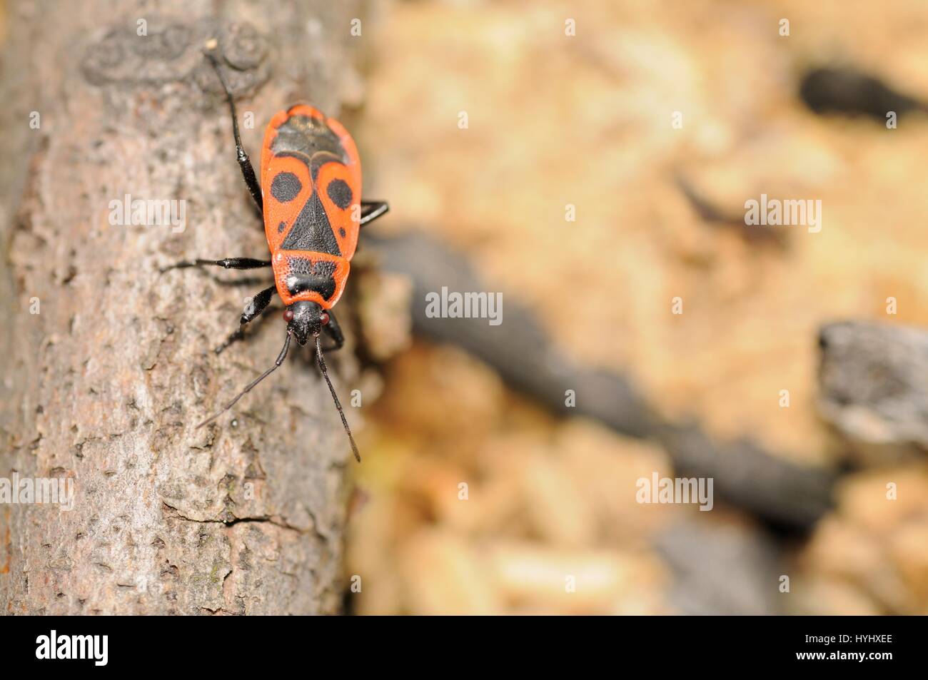 Firebug (Pyrrhocoris apterus Stock Photo - Alamy