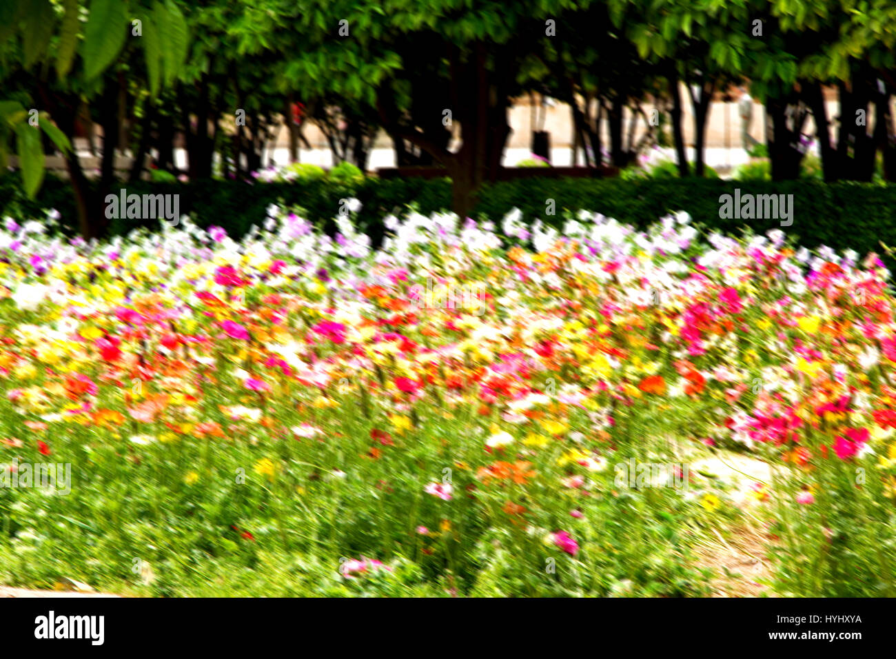 blur in the spring colors    flowers and   garden Stock Photo
