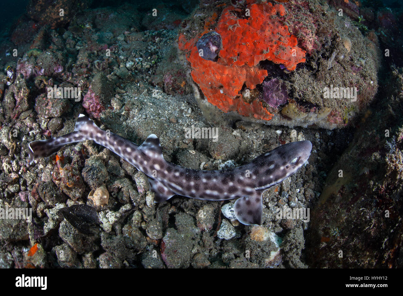 A rare Coral cat shark crawls across the seafloor in Lembeh Strait, Indonesia. Stock Photo
