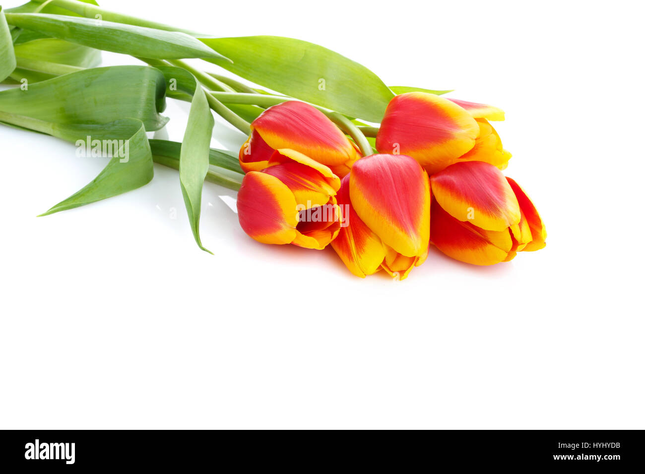 bouquet of yellow tulips isolated on white background Stock Photo - Alamy
