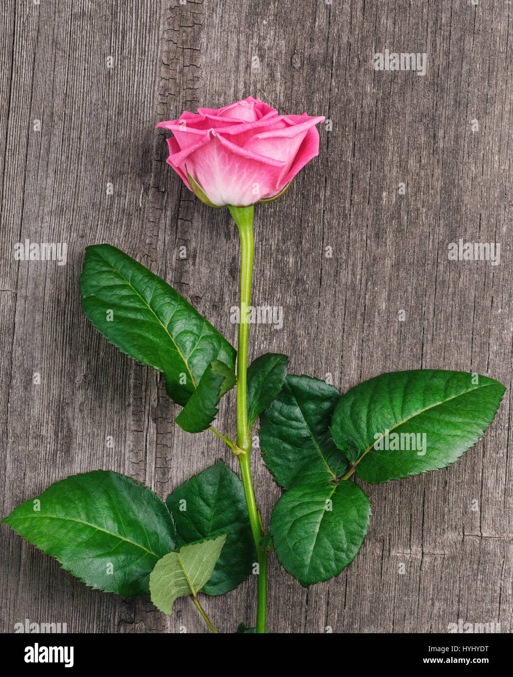 pink rose head on the wooden background Stock Photo