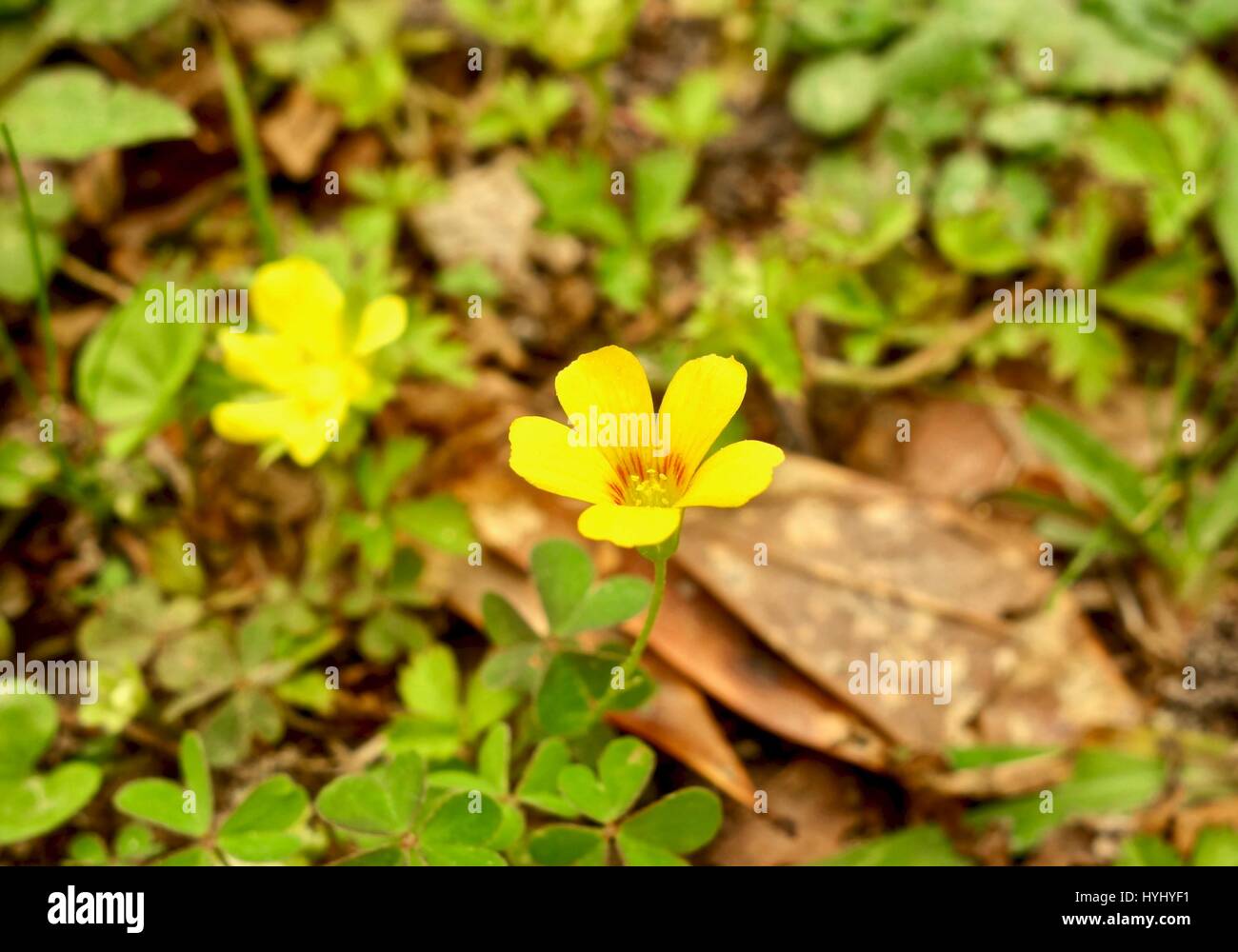 Close up of a small yellow flower blooming in early spring, in a meadow. Stock Photo