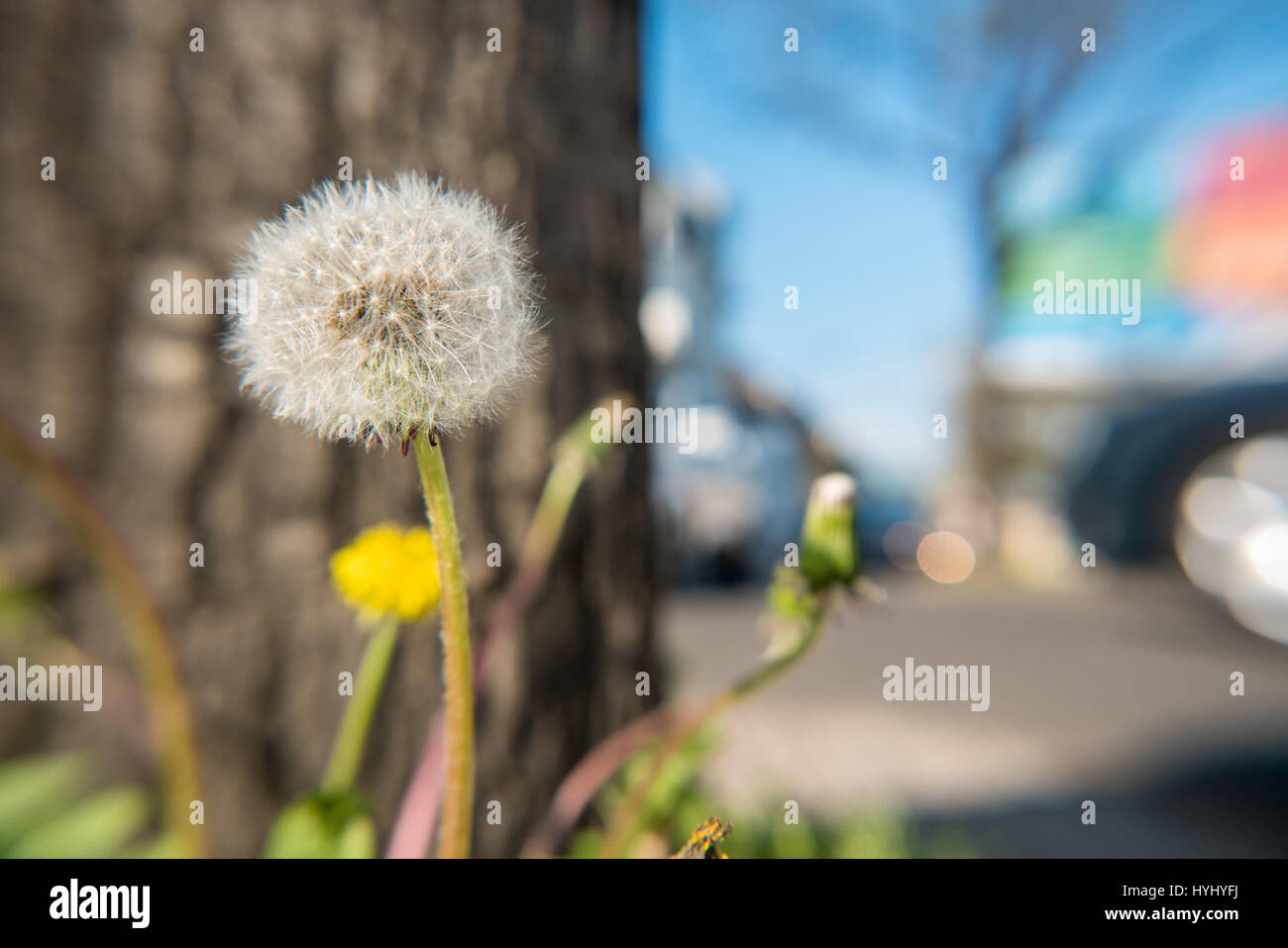 Dandelion blowball in front of a tree and a street Stock Photo