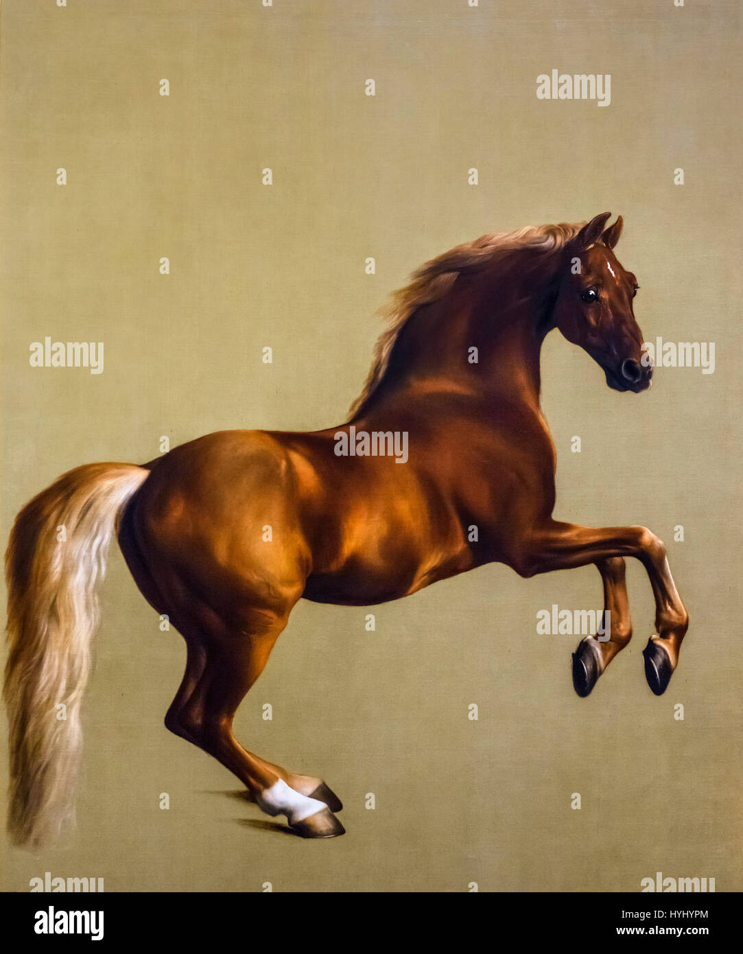 George Stubbs (1724-1806), 'Whistlejacket', oil on canvas, c.1762. Painting of a horse Stock Photo
