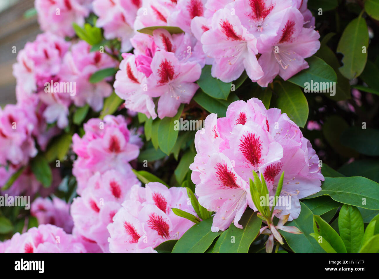 Honey bee on a rhododendron flower getting pollen from the bush and pink florals in Eugene Oregon. Stock Photo