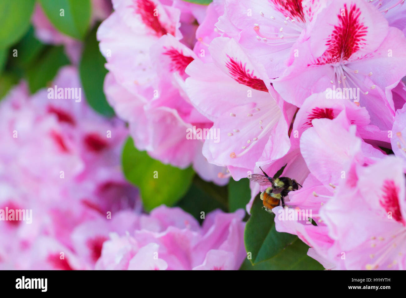 Honey bee on a rhododendron flower getting pollen from the bush and pink florals in Eugene Oregon. Stock Photo
