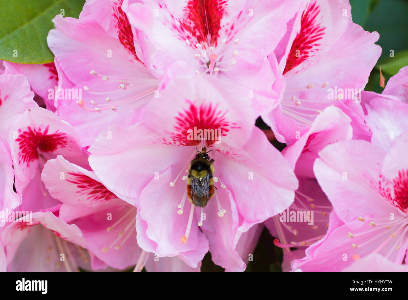 Honey bee on a rhododendron flower getting pollen from the bush and pink florals in Eugene Oregon. Stock Photo