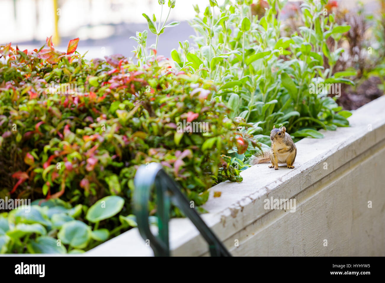 Squirrel next to a flower and bush garden on the University of Oregon campus in the Spring. Stock Photo