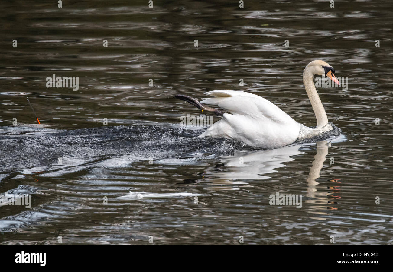Adult Mute swan with its foot caught on a fishing hook Stock Photo Alamy
