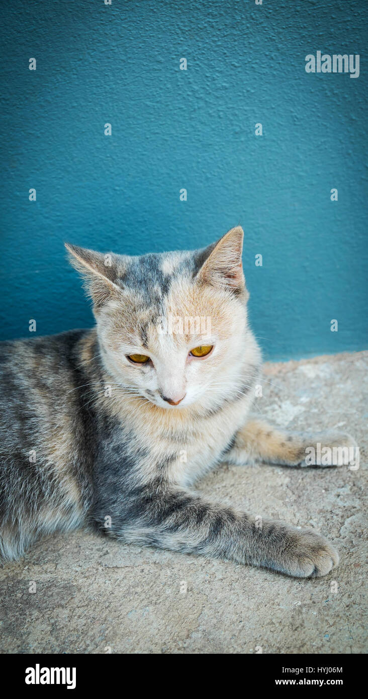 Black and white cat sitting on floor, Cat portrait Stock Photo - Alamy
