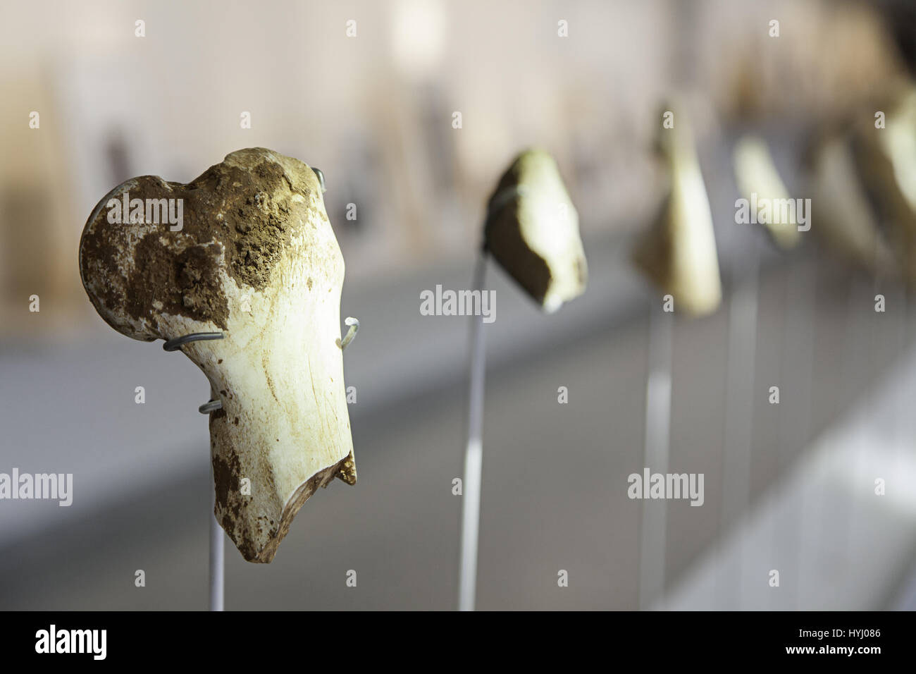 Prehistoric human bones, detail of ancient bones, human history Stock