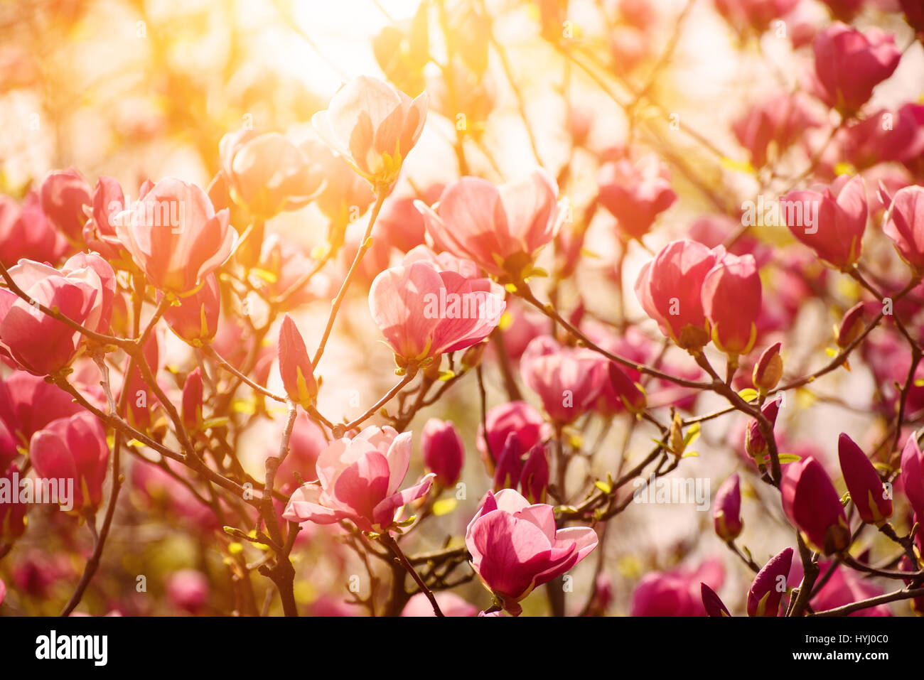 Magnolia spring flowers Stock Photo - Alamy