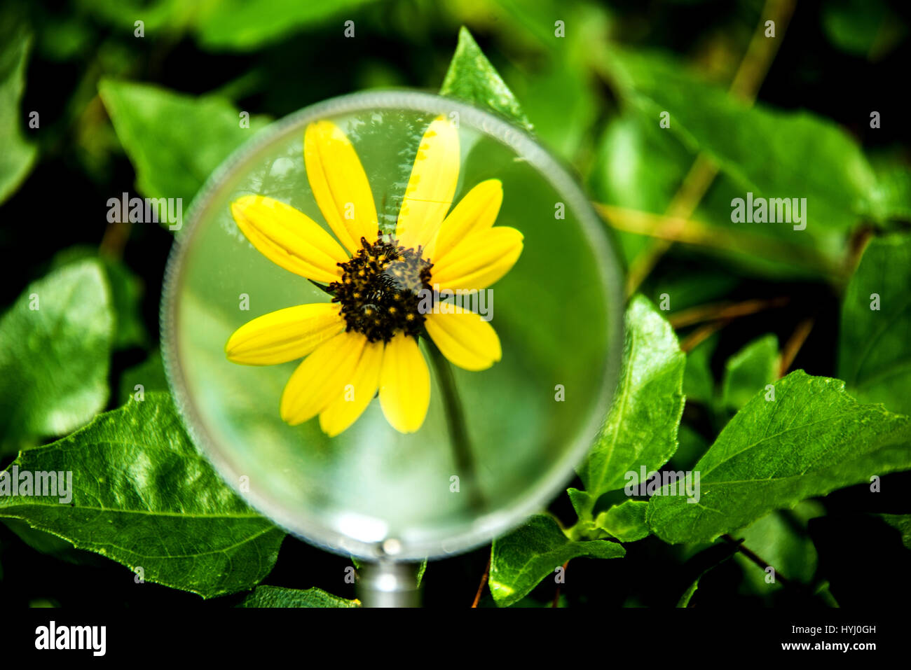 Flower, yellow wildflower under magnifying glass Stock Photo