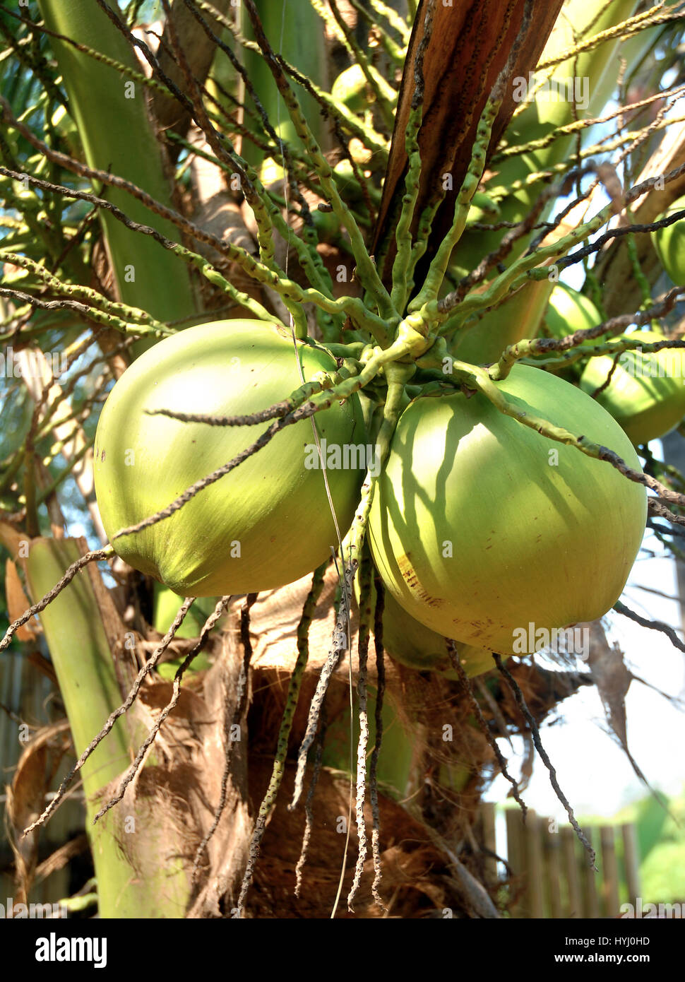 Coconuts palm tree of brazil hi-res stock photography and images - Alamy