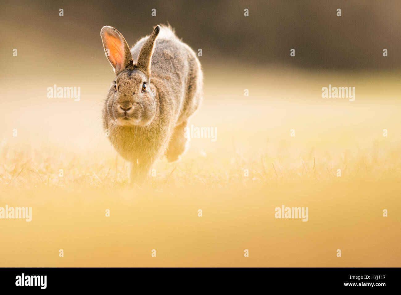 Wild rabbits (Oryctolagus cuniculus) hops on a meadow, Lower Austria