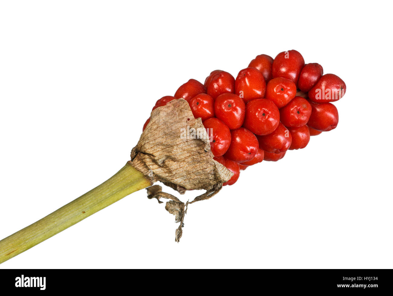 Infructescence with ripe berries, common arum (Arum maculatum), Switzerland Stock Photo