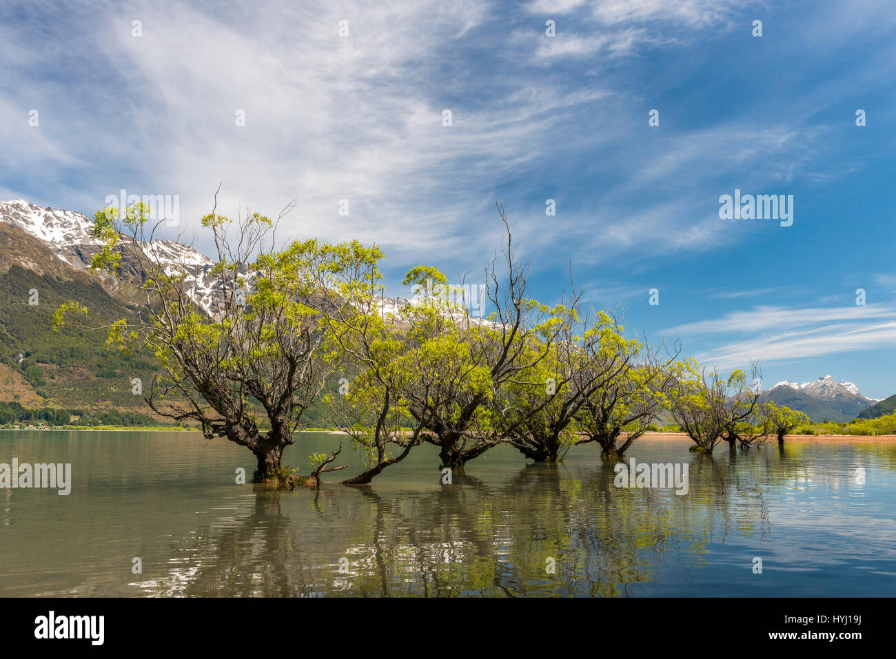 Willows standing in the water, Glenorchy, Lake Wakatipu near Queenstown, Otago, Southland, New Zealand Stock Photo