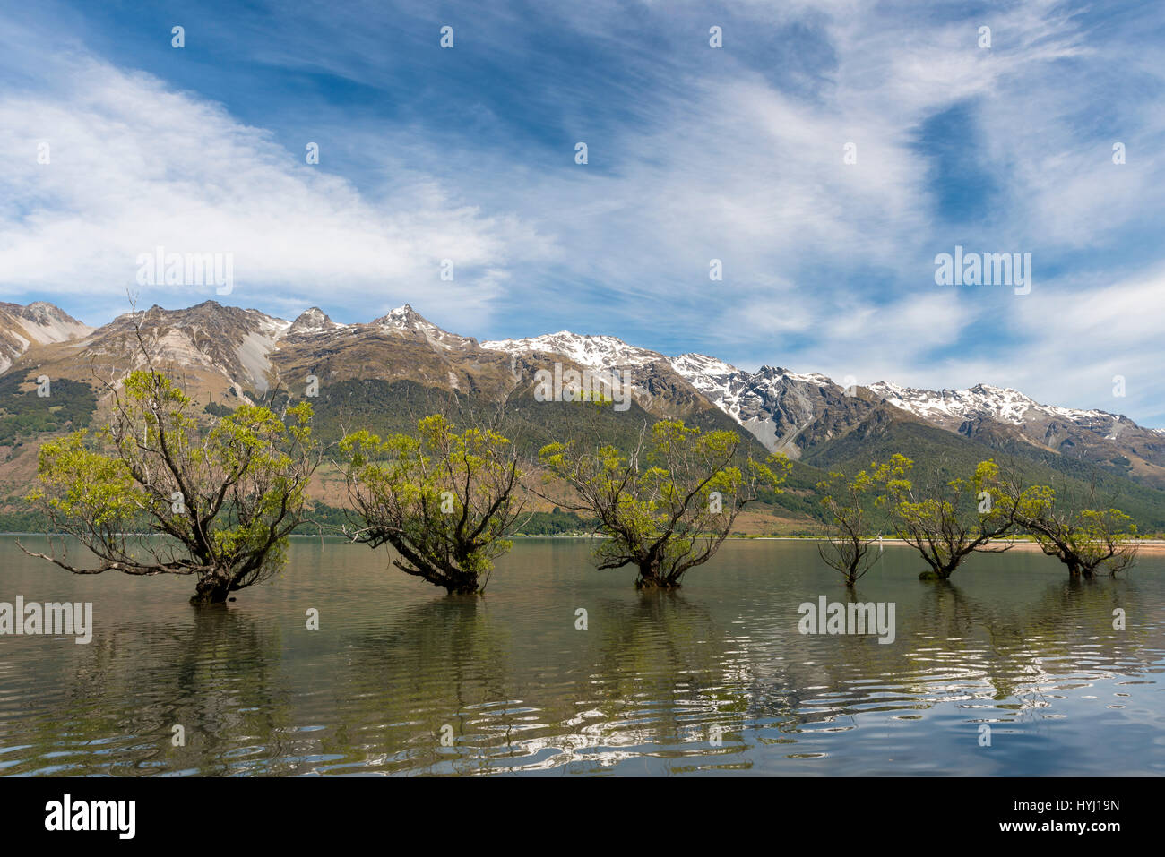 Willows standing in the water, Glenorchy, Lake Wakatipu near Queenstown, Otago, Southland, New Zealand Stock Photo