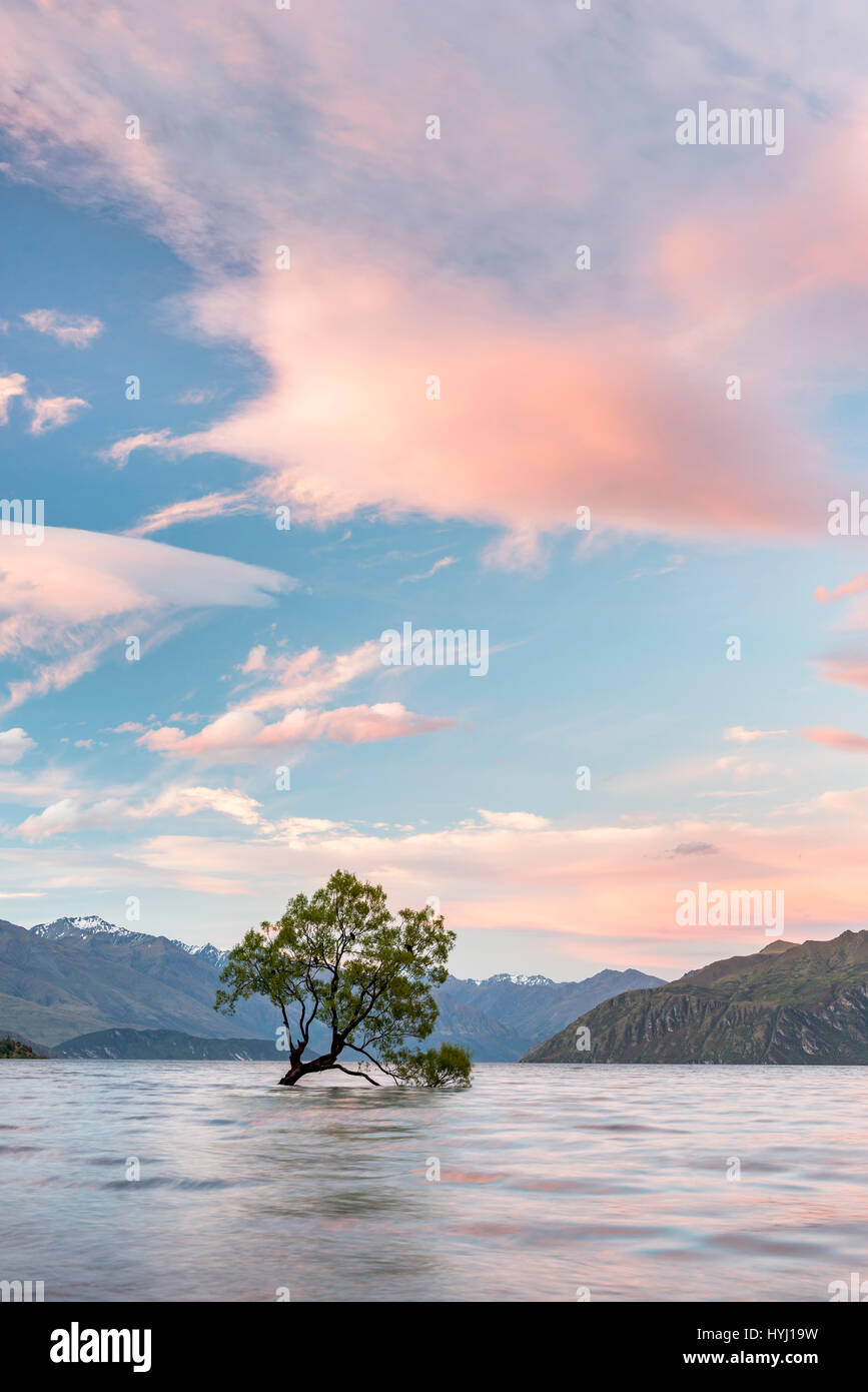 Single tree standing in the water, Sunset, The Wanaka Tree, Lake Wanaka, Otago, Southland, New Zealand Stock Photo