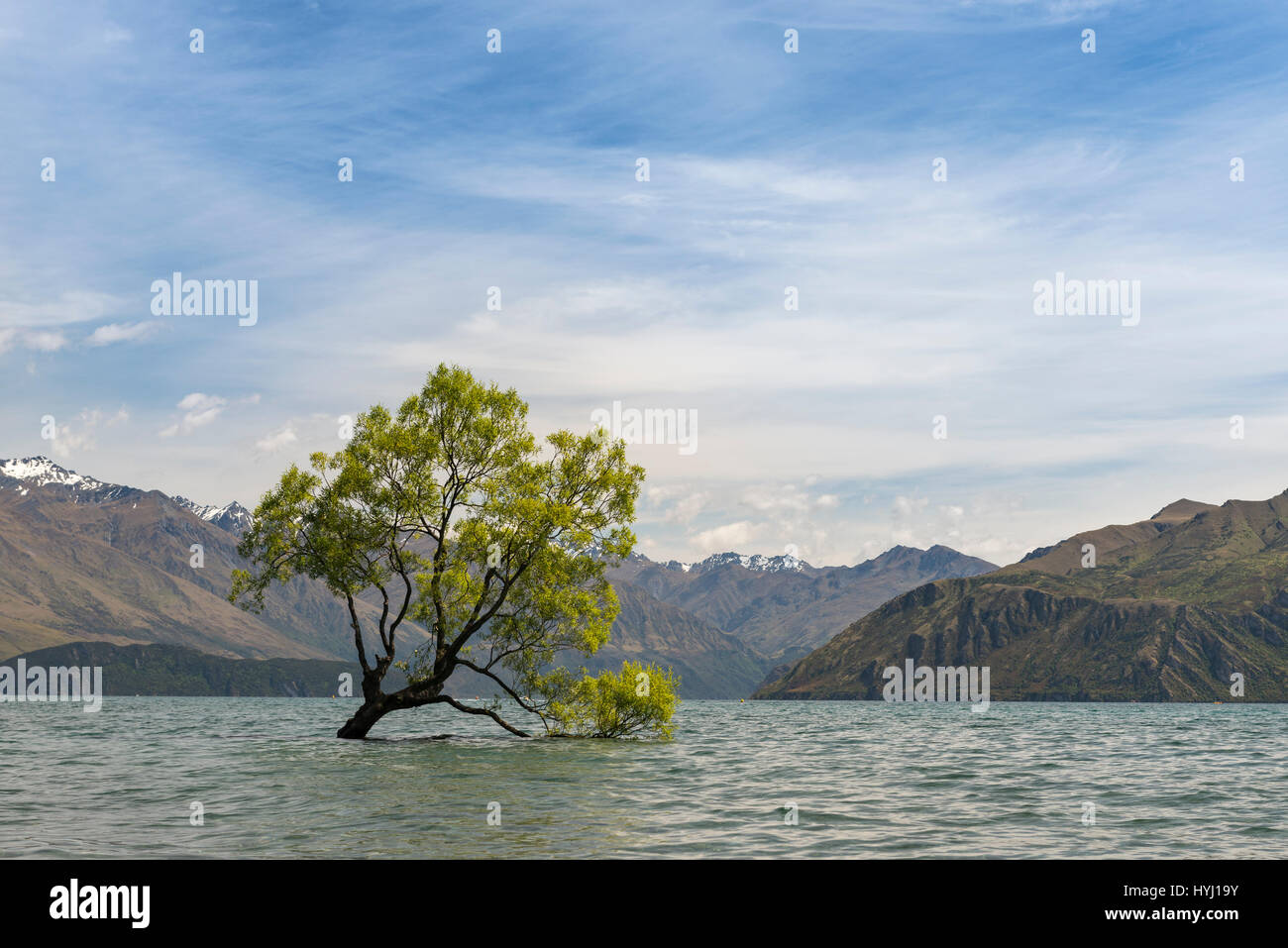 Single tree standing in the water, The Wanaka Tree, Lake Wanaka, Otago, Southland, New Zealand Stock Photo