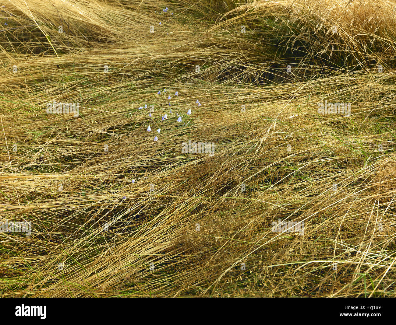 Close-up of lying long dry grass and small field flowers. Grassy background Stock Photo