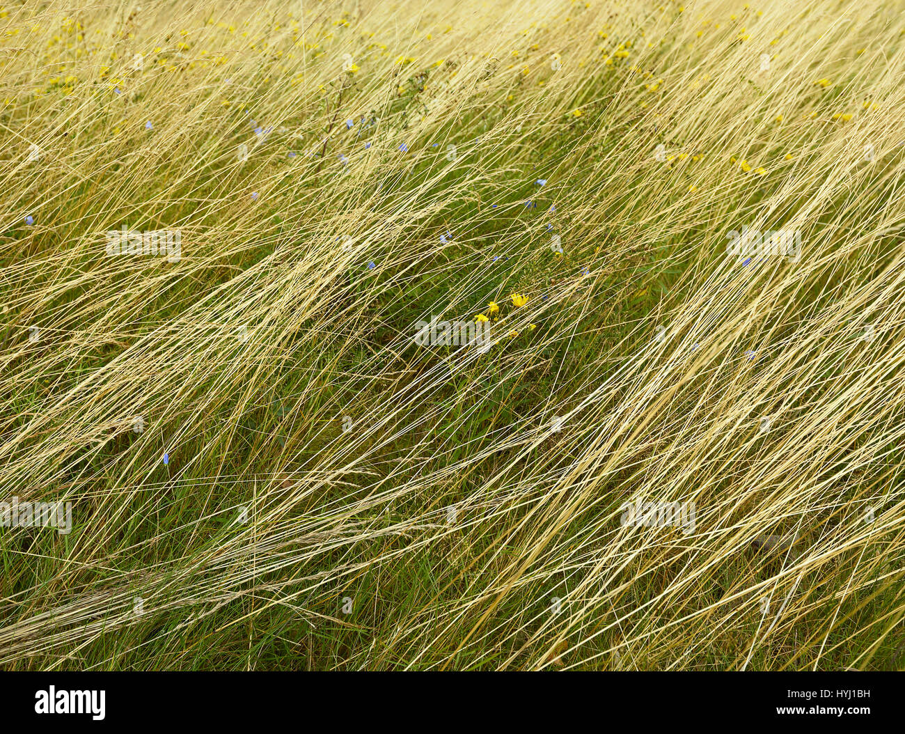 Close-up of lying long dry grass and small field flowers. Grassy background Stock Photo