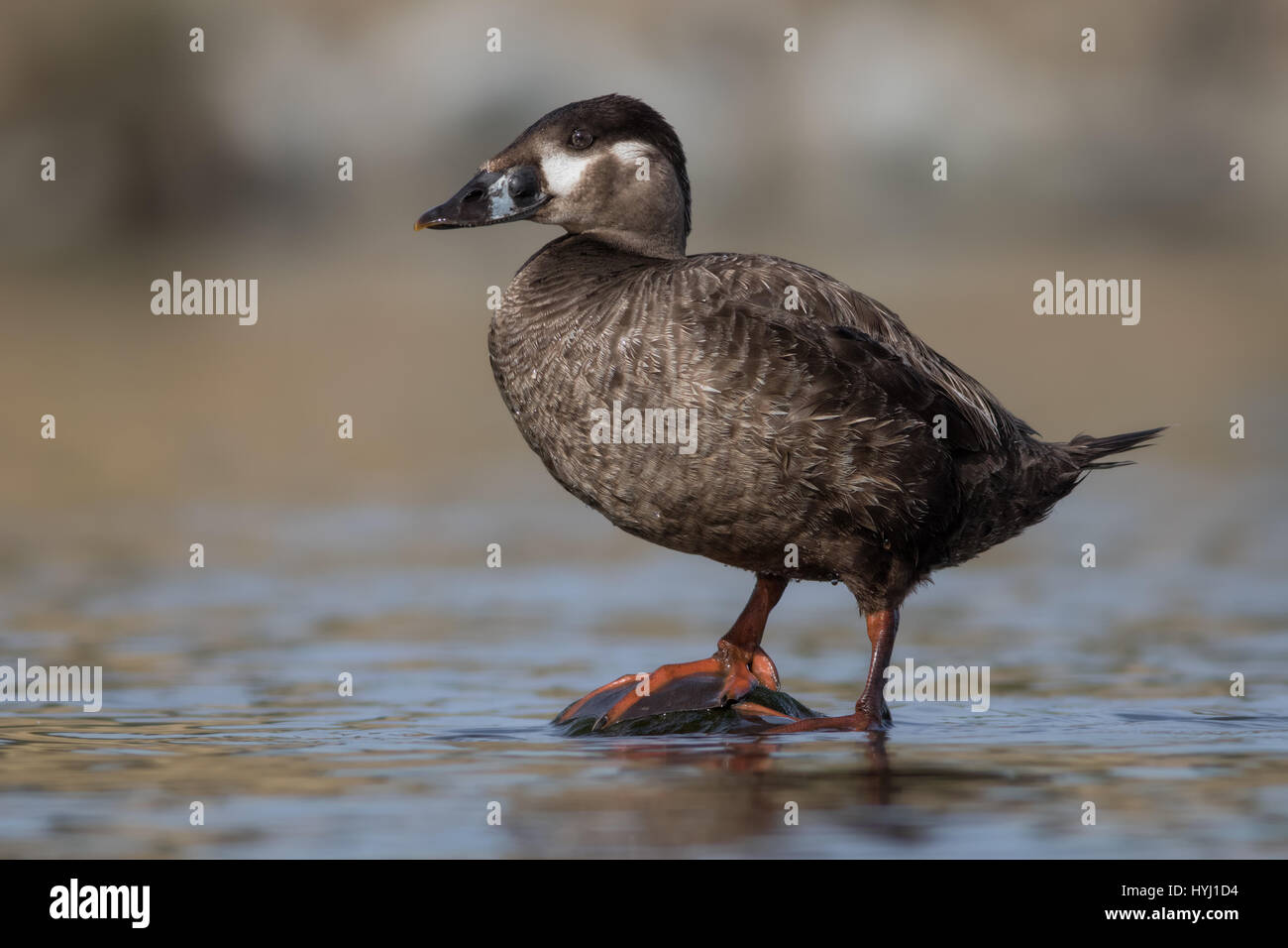 A female Surf Scoter duck rests on her favorite rock at a small cove at a bayside lake. These ducks are usually found off the coast but like this lake. Stock Photo