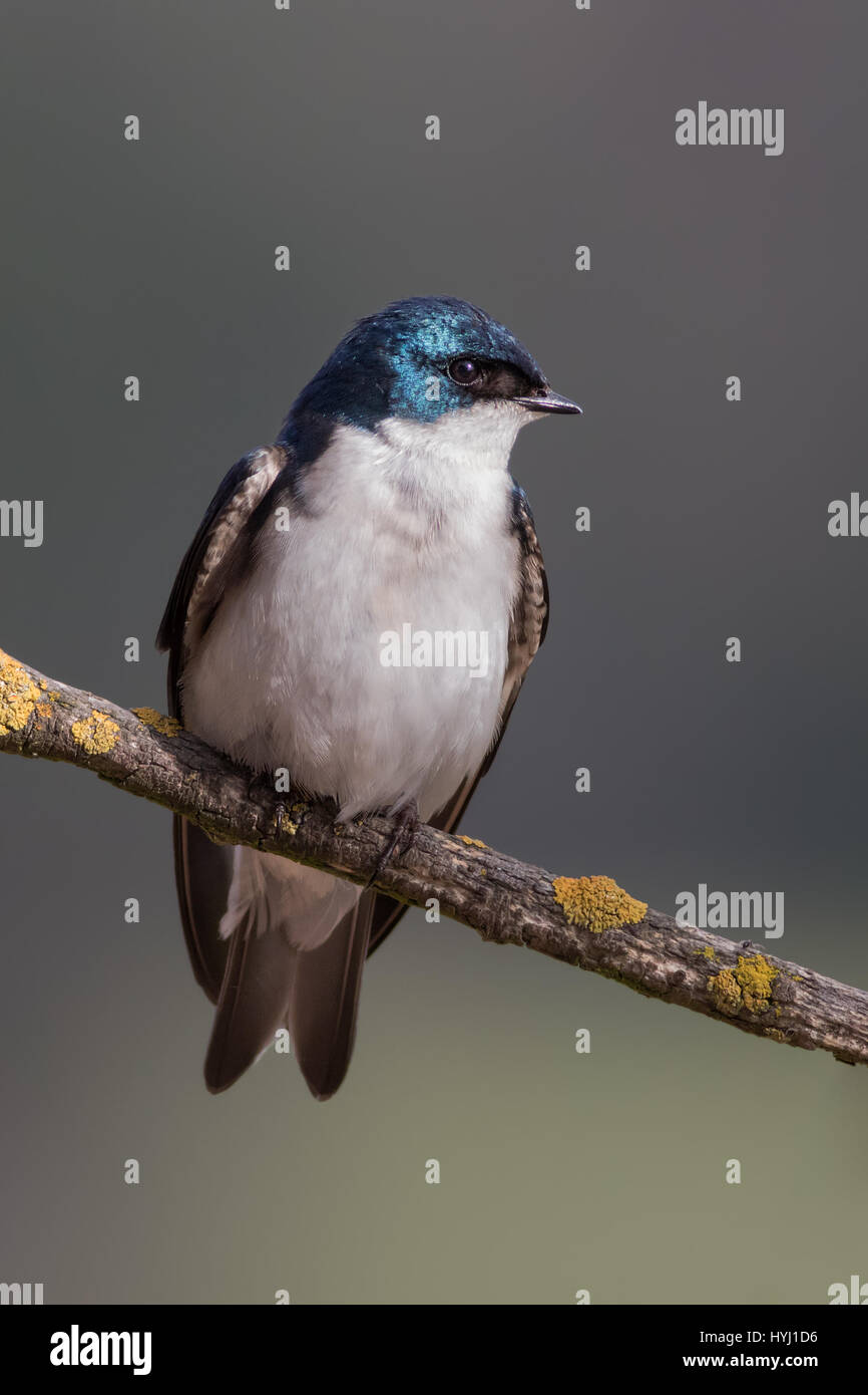 The soft overcast light I have found enhances the iridescent tones on beautiful birds such as hummingbirds and swallows. Stock Photo