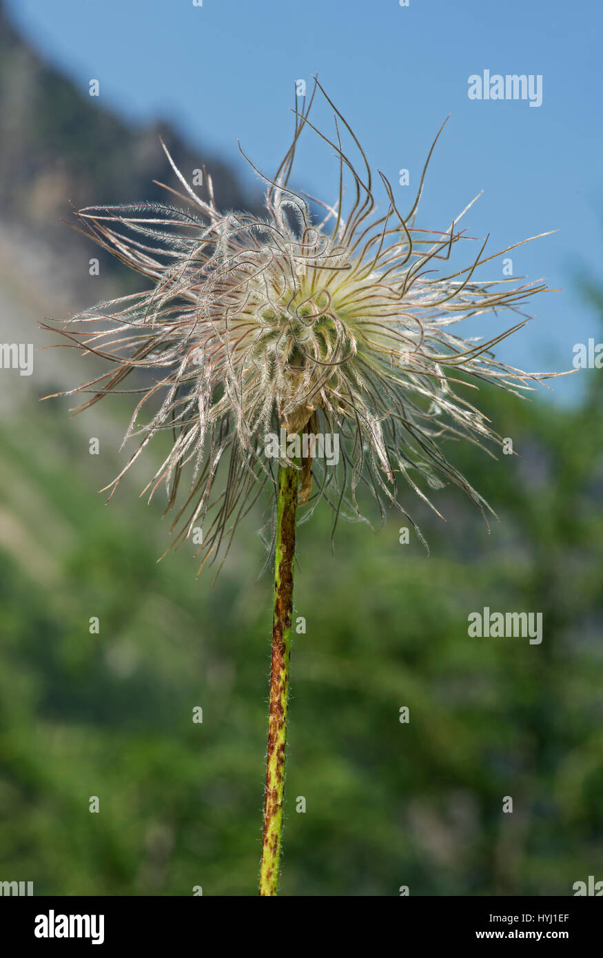 Infructescence, Alpine pasque flower (Pulsatilla alpina), Canton of Valais, Switzerland Stock Photo