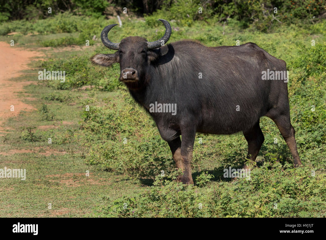 Sri Lanka, Tissamaharama, Yala National Park aka Ruhuna National Park. Wild water buffalo (Bubalus arnee) aka Asian buffalo or Asiatic buffalo, native Stock Photo