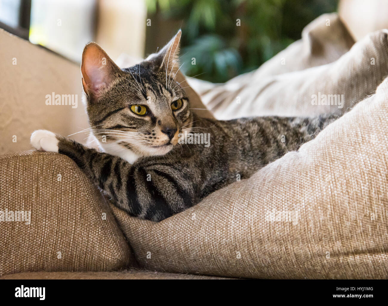 Cat Looking Over Her Shoulder Stock Photo