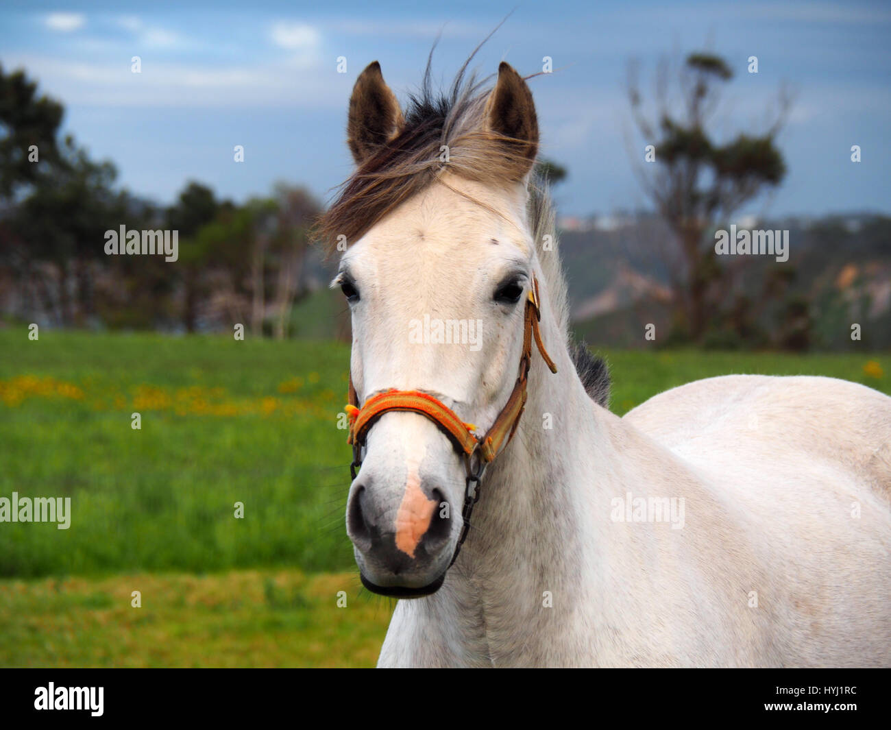 View of a white horse in a green field Stock Photo - Alamy