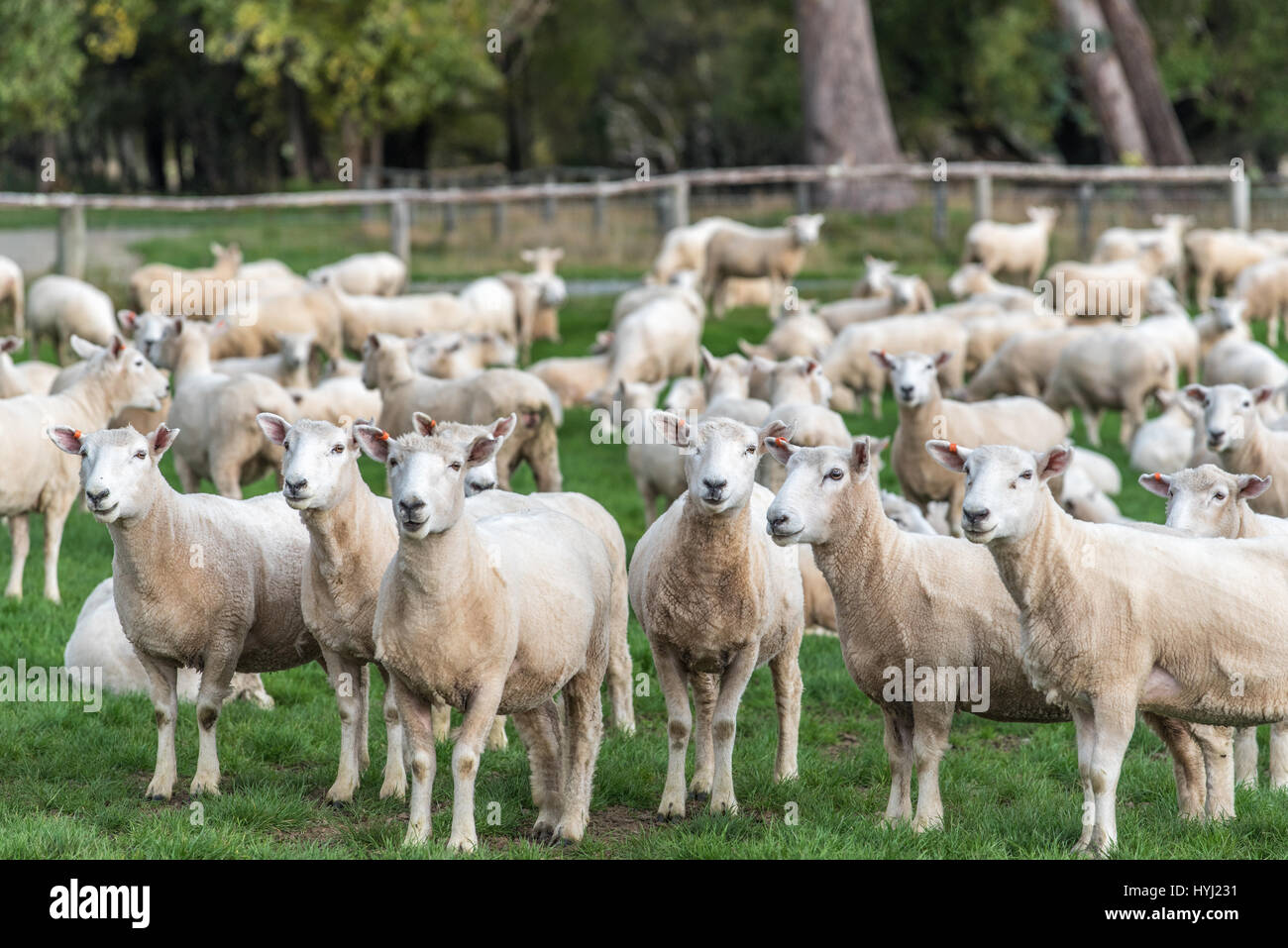 A flock of sheep in the farmland Stock Photo - Alamy