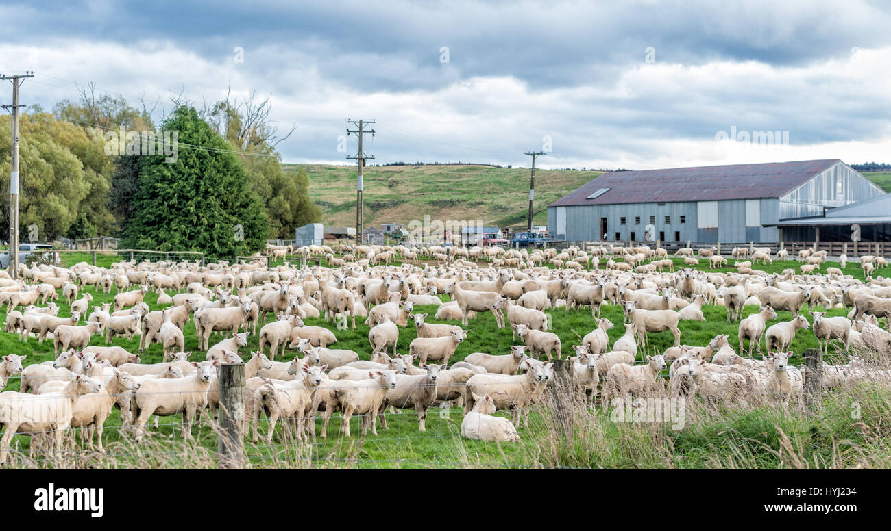 A flock of sheep in the farmland Stock Photo - Alamy
