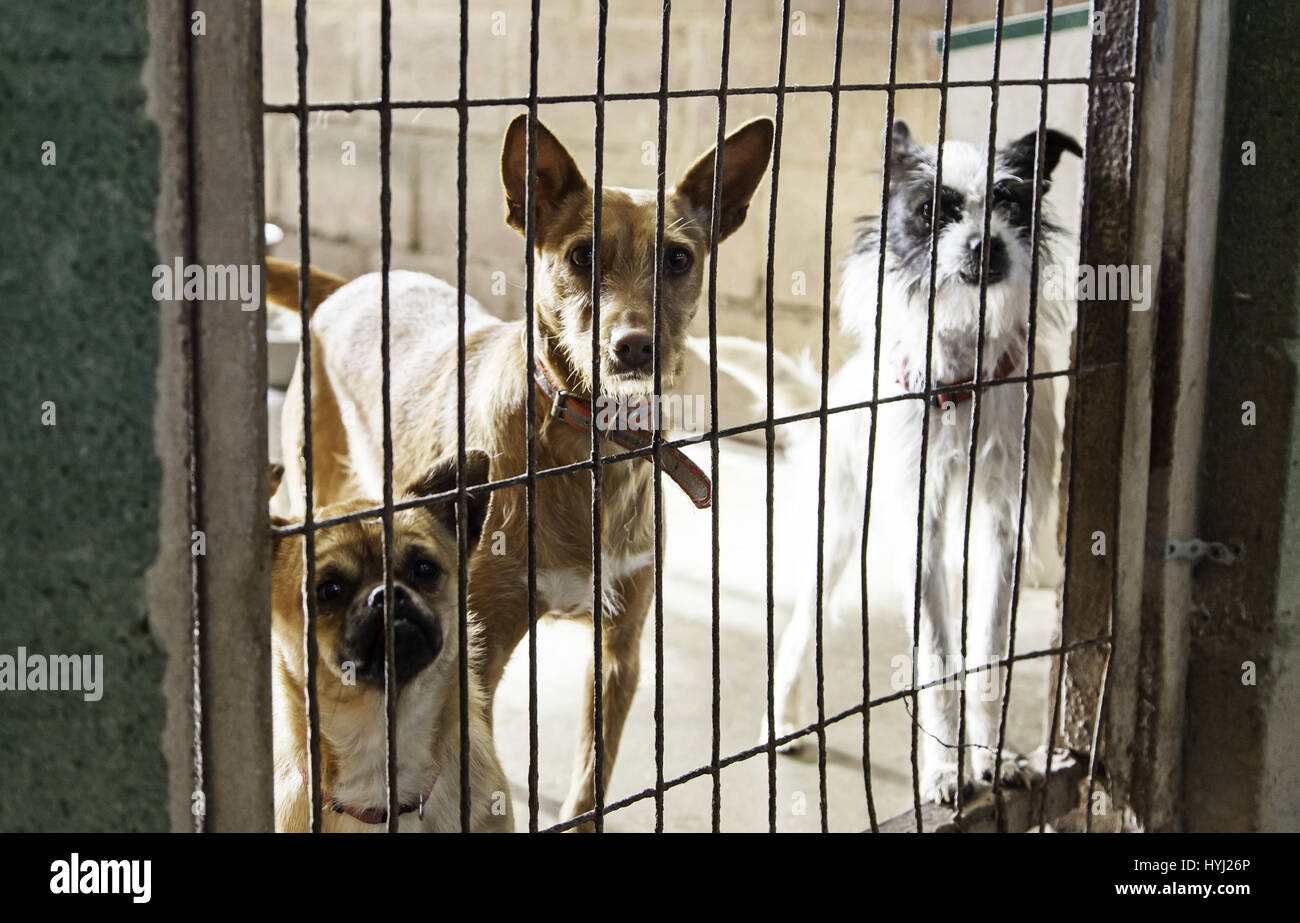 Caged and abandoned dogs, detail of street animals, animal abuse Stock ...