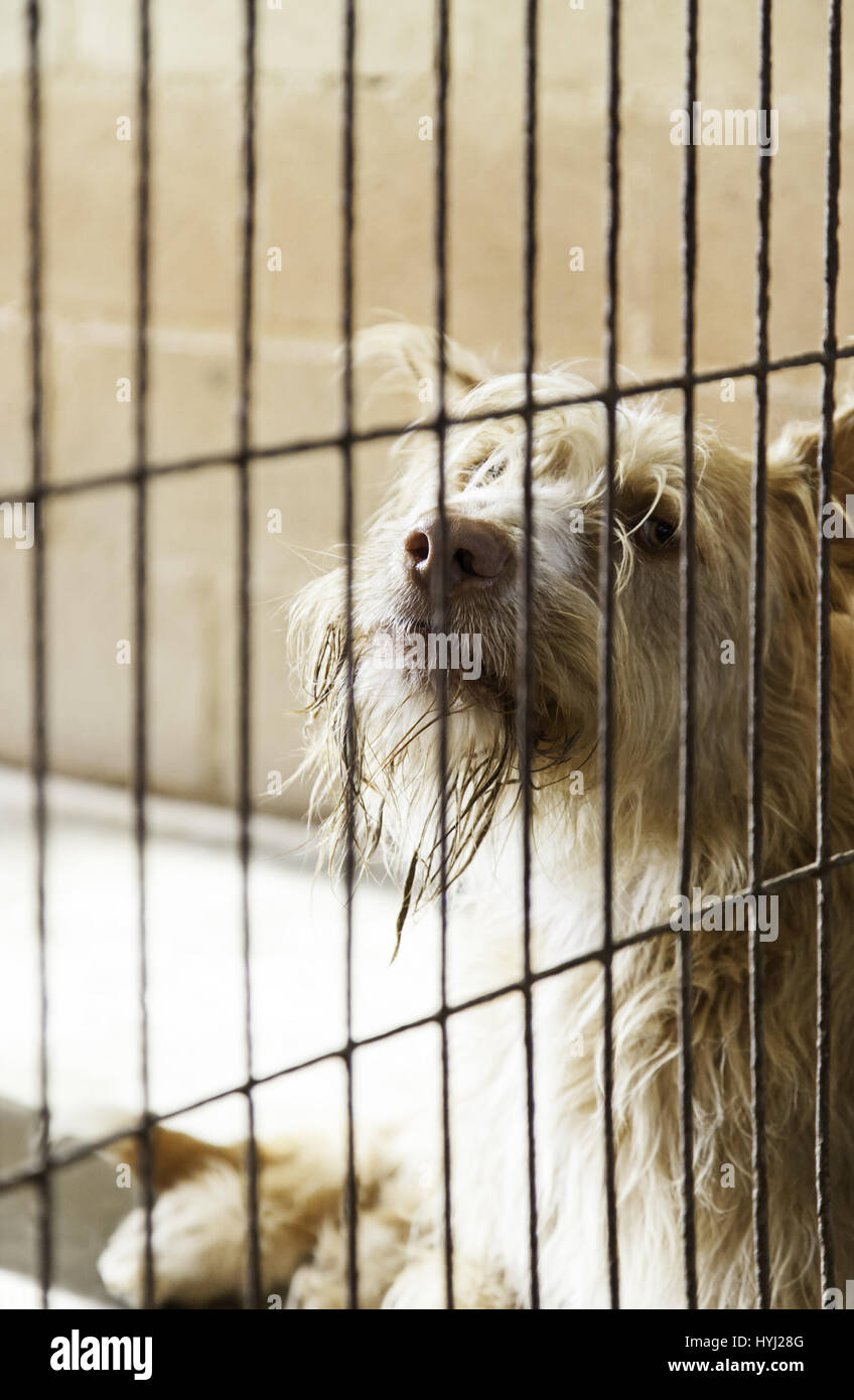 Caged and abandoned dogs, detail of street animals, animal abuse Stock ...