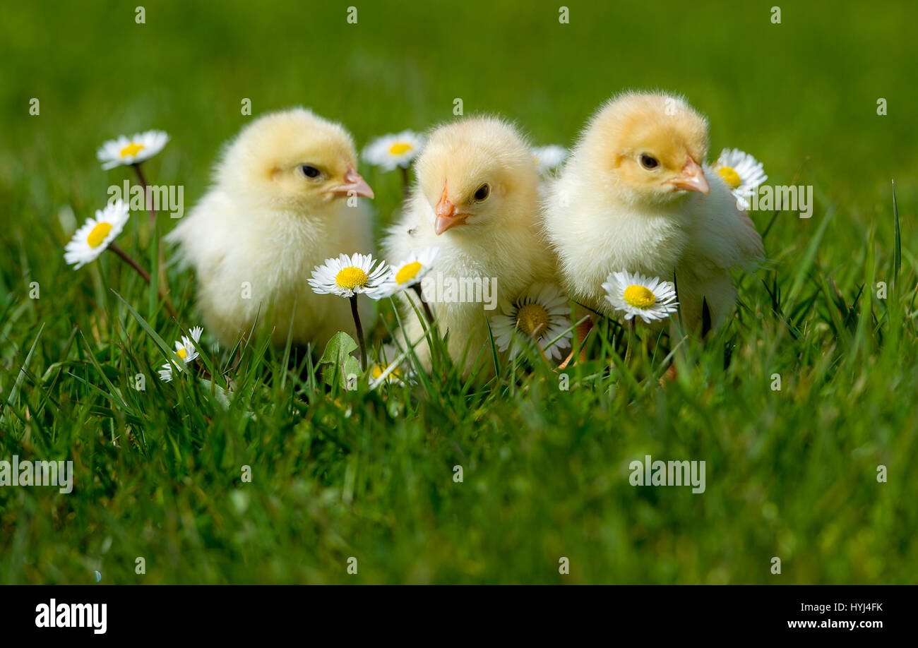 Bolton, UK. 4th Apr, 2017. Beautiful warm spring sunshine enticed these new born chicks out into the light at Smithills Hall Farm, Bolton, Lancashire. The day old chicks played amongst the daisies on their first steps in the outside world as the sunny weather continued in the North West of England. Picture by Paul Heyes, Tuesday April 04, 2017. Credit: Paul Heyes/Alamy Live News Stock Photo