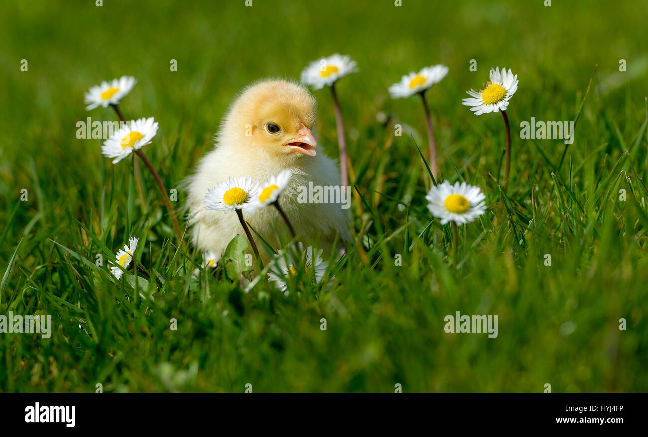 Bolton, UK. 4th Apr, 2017. Beautiful warm spring sunshine enticed this new born chick out into the light at Smithills Hall Farm, Bolton, Lancashire. The day old chick played amongst the daisies as it took its first steps in the outside world as the sunny weather continued in the North West of England. Picture by Paul Heyes, Tuesday April 04, 2017. Credit: Paul Heyes/Alamy Live News Stock Photo