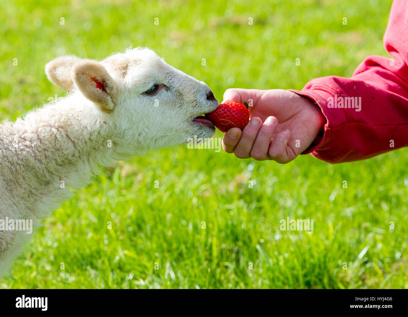 Bolton, UK. 4th Apr, 2017. Beautiful warm spring sunshine enticed this two day old lamb out into the light at Smithills Hall Farm, Bolton, Lancashire. The furry fellow took its first steps out in the outside world and also got a taste of its first strawberry as the sunny weather continued in the North West of England. Picture by Paul Heyes, Tuesday April 04, 2017. Credit: Paul Heyes/Alamy Live News Stock Photo