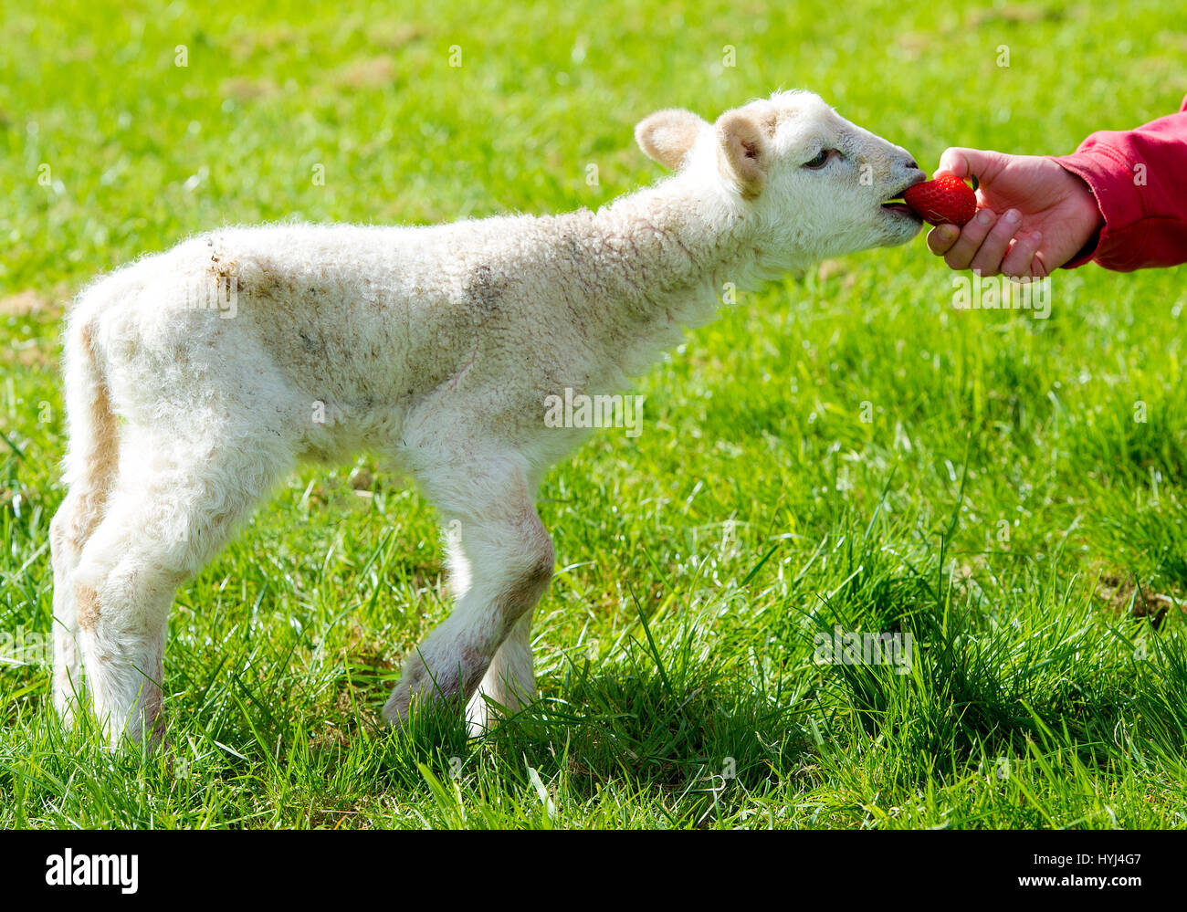 Bolton, UK. 4th Apr, 2017. Beautiful warm spring sunshine enticed this two day old lamb out into the light at Smithills Hall Farm, Bolton, Lancashire. The furry fellow took its first steps out in the outside world and also got a taste of its first strawberry as the sunny weather continued in the North West of England. Picture by Paul Heyes, Tuesday April 04, 2017. Credit: Paul Heyes/Alamy Live News Stock Photo