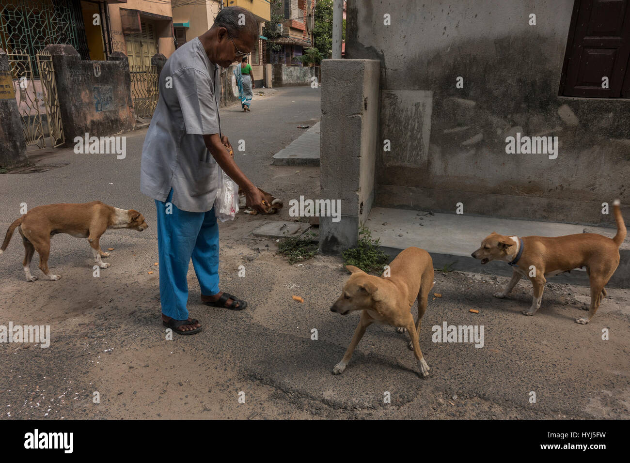 Kolkata, Indian state West Bengal. 4th Apr, 2017. An Indian man gives food to stray dogs on the World Stray Animal day in Kolkata, capital of eastern Indian state West Bengal, April Kolkata, Indian state West Bengal. 4th Apr, 2017. An Indian man gives food to stray dogs on the World Stray Animal day in Kolkata, capital of eastern Indian state West Bengal, April