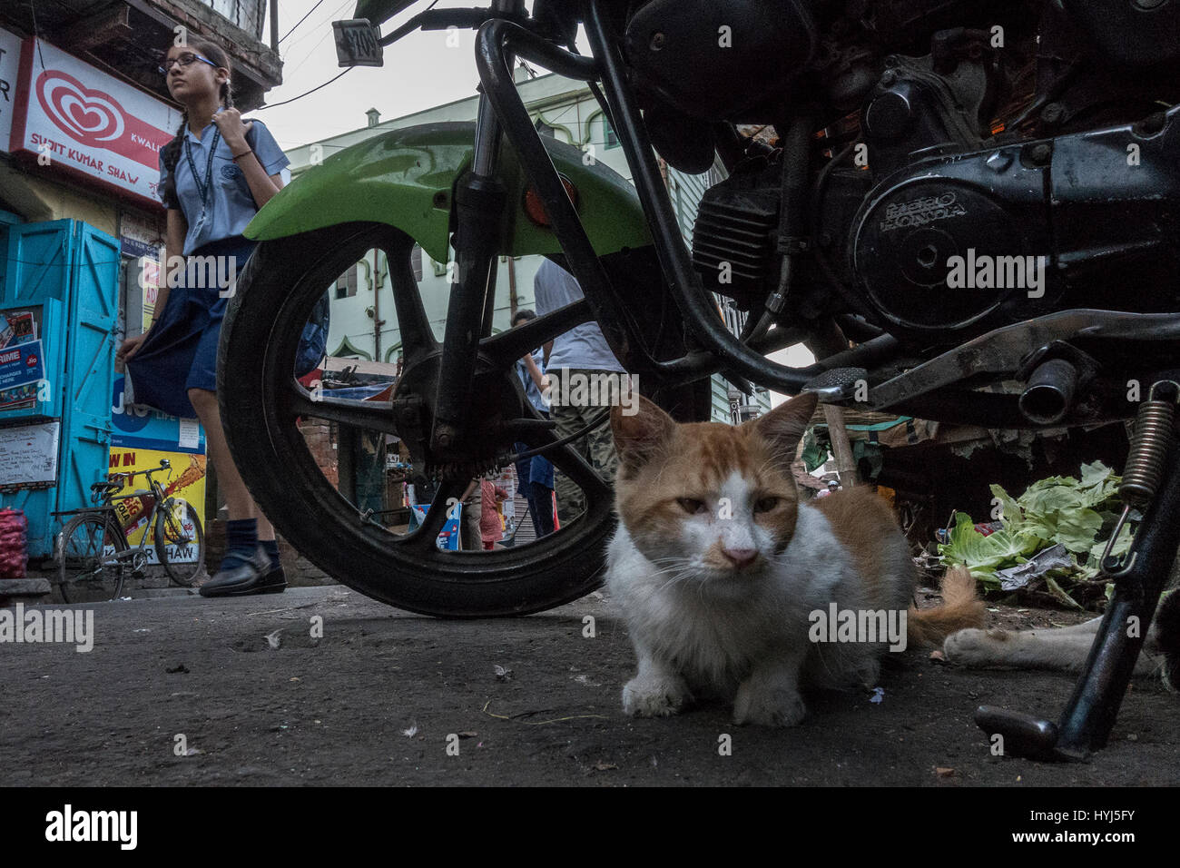Kolkata, Indian state West Bengal. 4th Apr, 2017. A stray cat rests at a market place for food on the World Stray Animal day in Kolkata, capital of eastern Indian state West Kolkata, Indian state West Bengal. 4th Apr, 2017. A stray cat rests at a market place for food on the World Stray Animal day in Kolkata, capital of eastern Indian state West