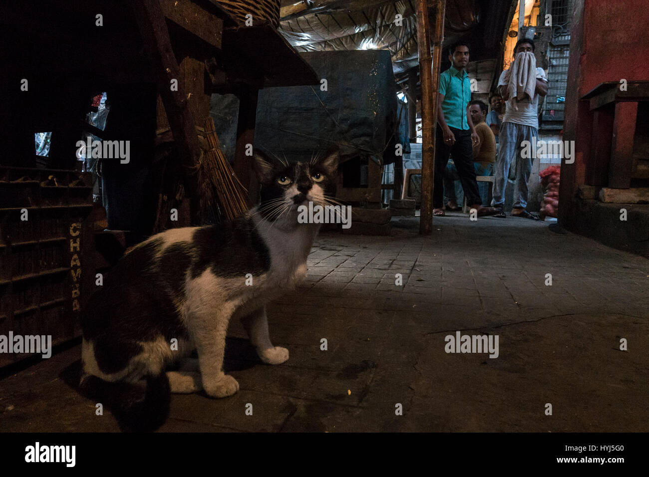 Kolkata, Indian state West Bengal. 4th Apr, 2017. A stray cat rests at a  market place for food on the World Stray Animal day in Kolkata, capital of  eastern Indian state West