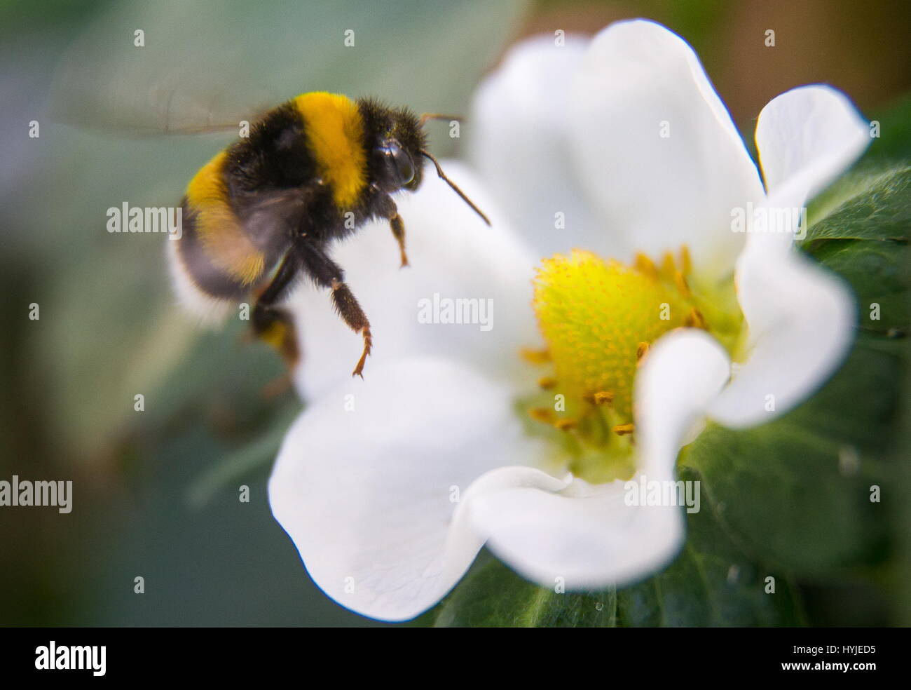 Tatarstan, Russia. 24th Mar, 2017. A bumblebee pollinates a strawberry flower at the Maisky greenhouse centre. Credit: Yegor Aleyev/TASS/Alamy Live News Stock Photo
