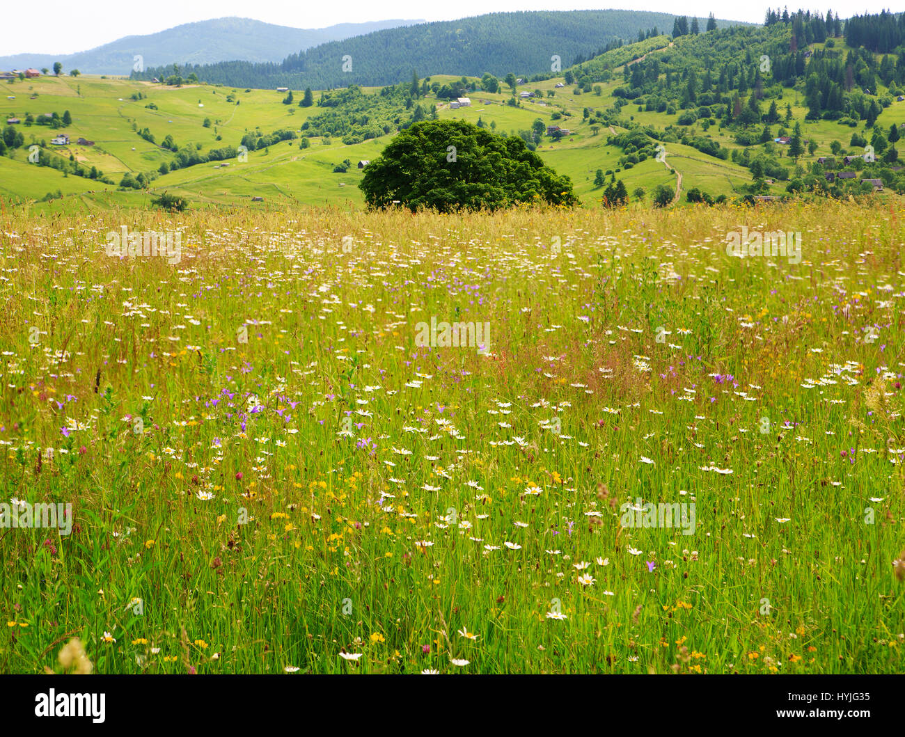 Flowering field grass green hi-res stock photography and images - Alamy