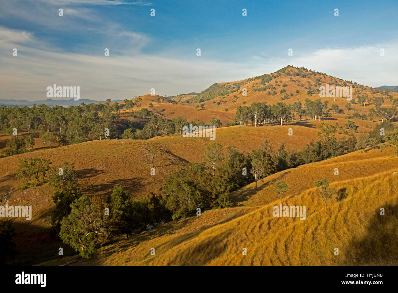 Vast rural landscape in winter with rolling hills with golden grasses, scattered trees, ranges on horizon under blue sky in northern NSW Australia Stock Photo
