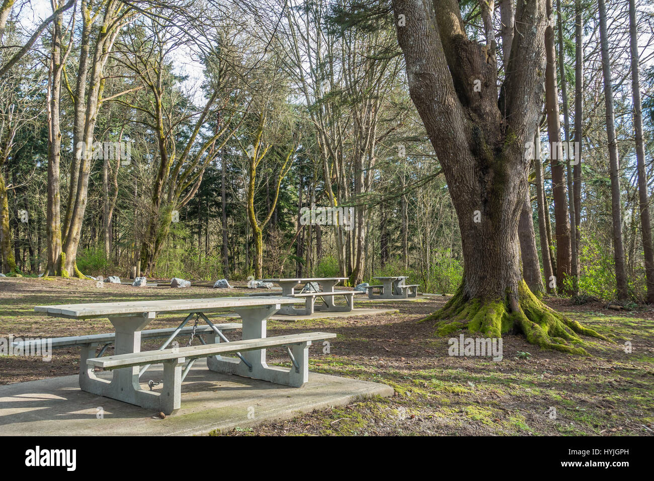 A view of picnic tables and trees at Dash Point State Park in Dash